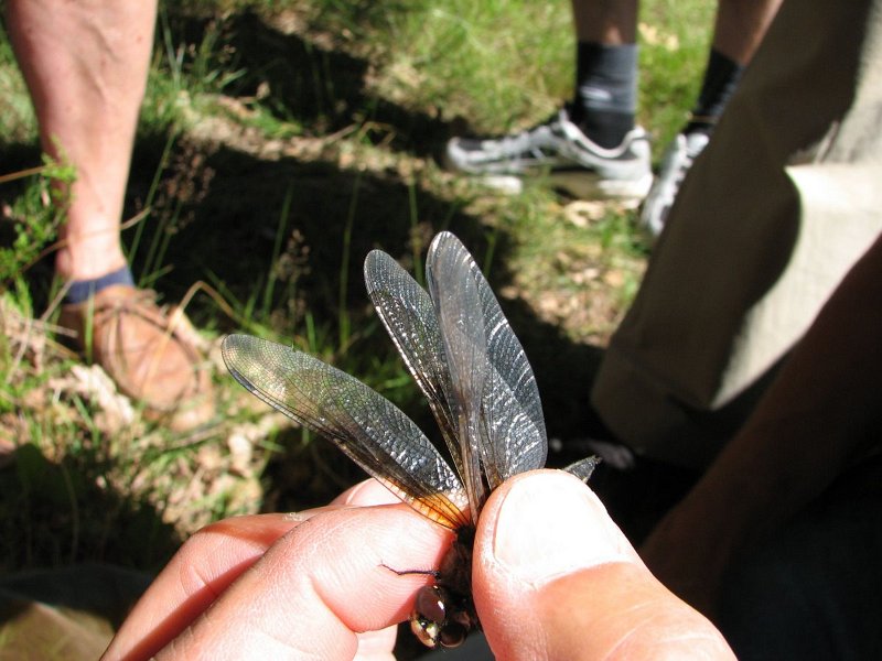 6408 Libellula dèprimée (mâle)